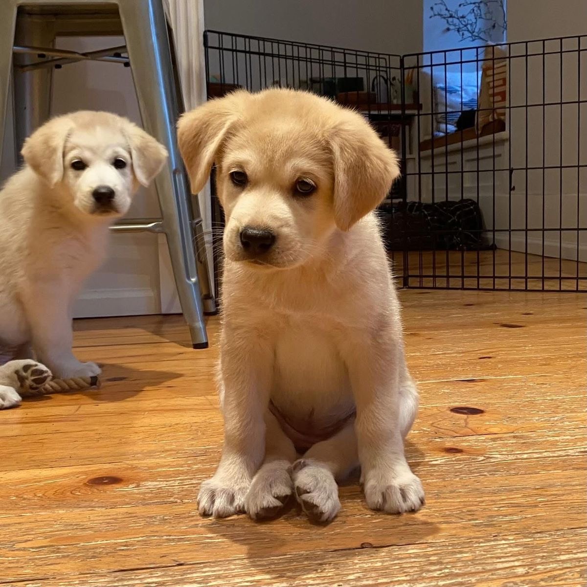 Two yellow Labrador Retriever puppies indoors