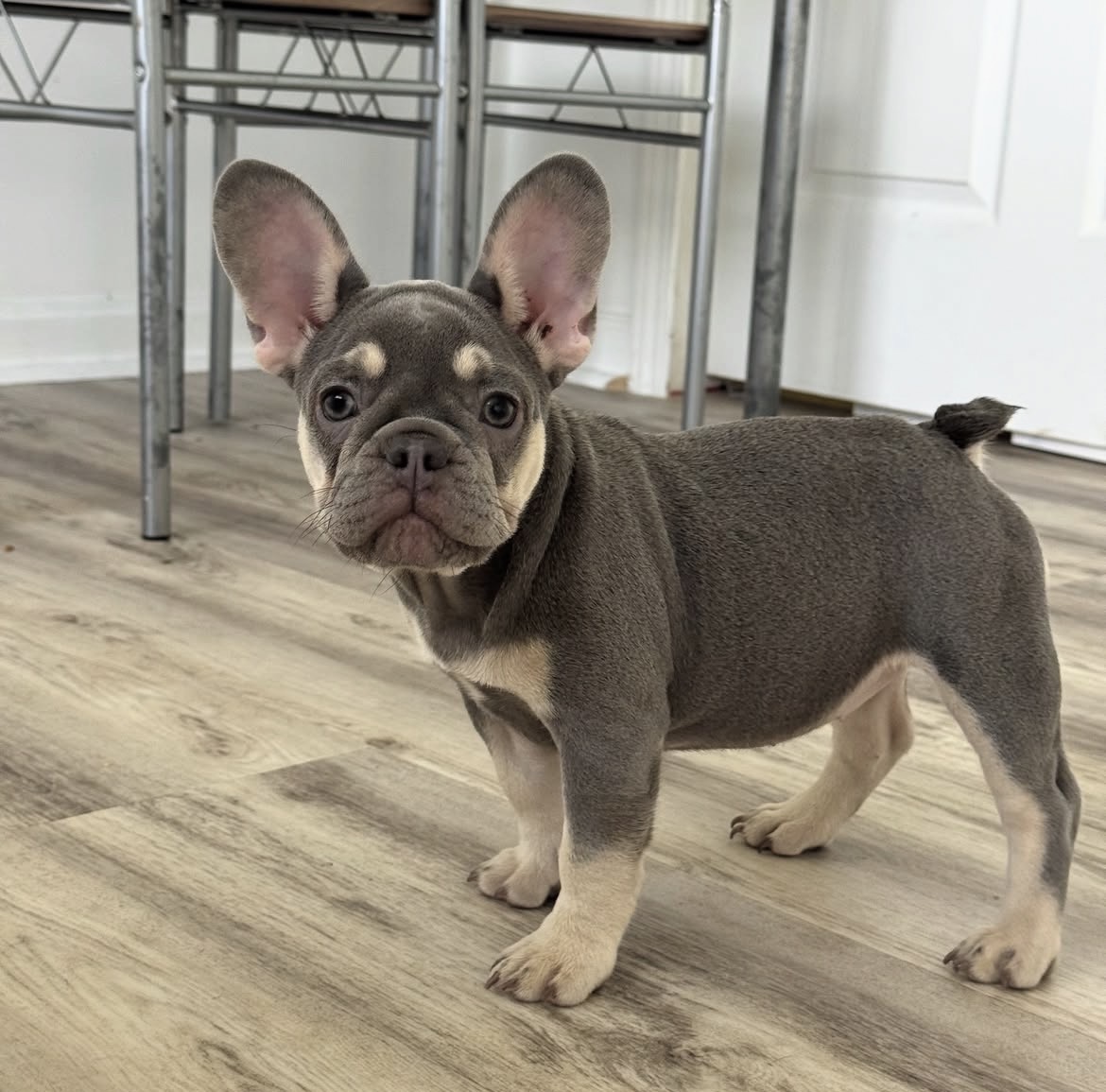 Blue, a French Bulldog