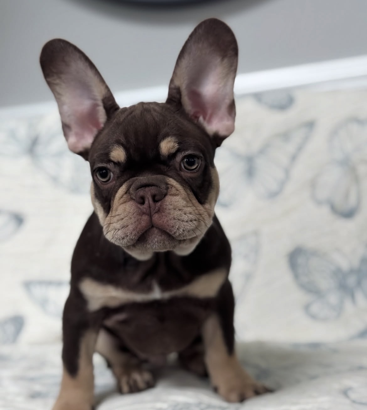Cocoa, a French Bulldog