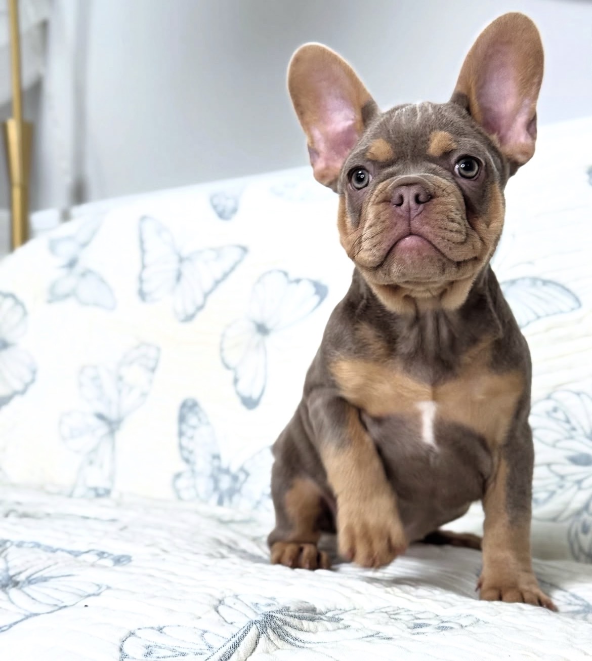 Hazel, a French Bulldog