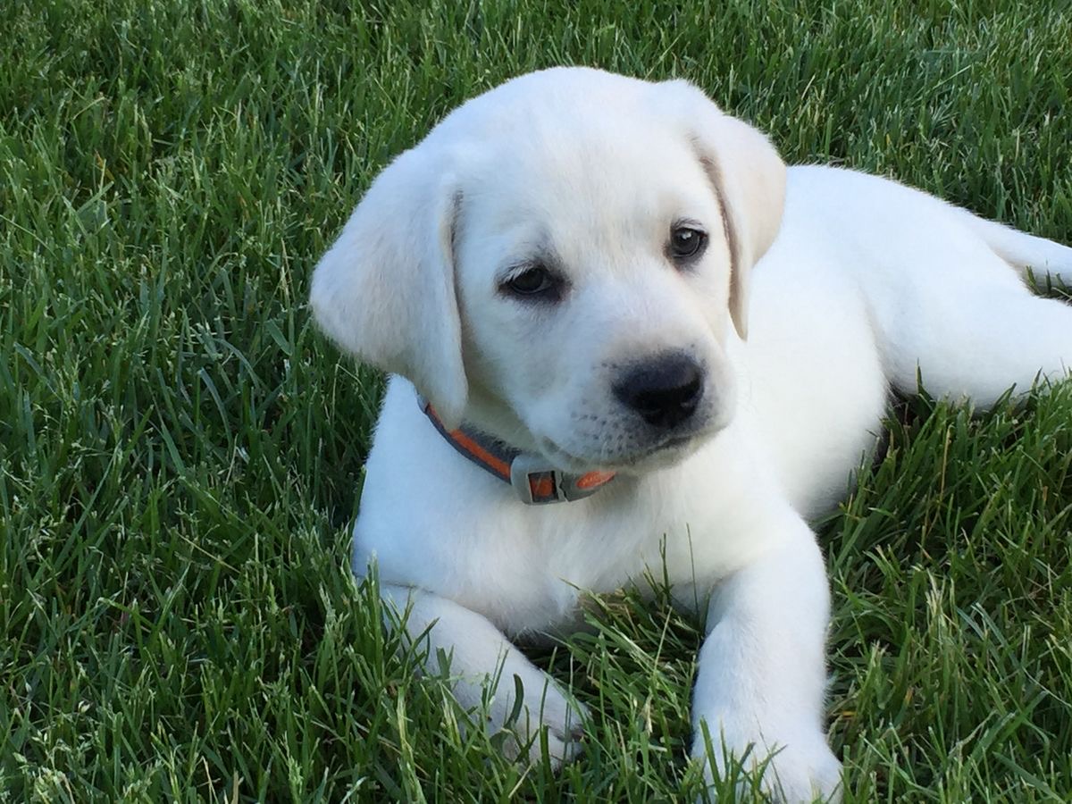 Ivory, a Labrador Retriever