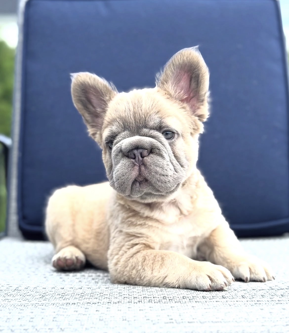 Luna, a French Bulldog