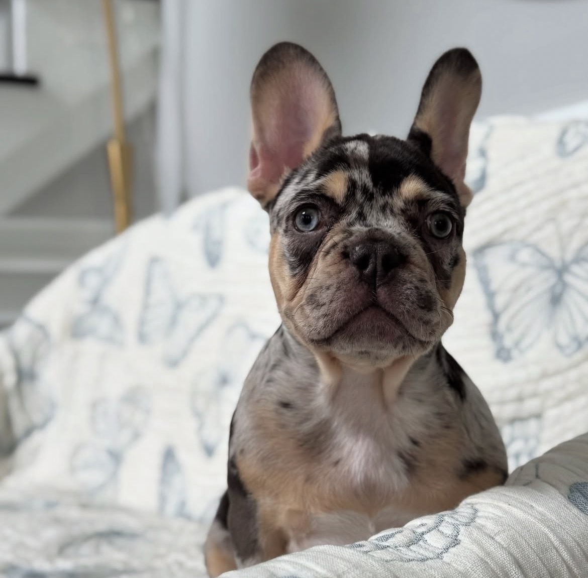 Mabel, a French Bulldog