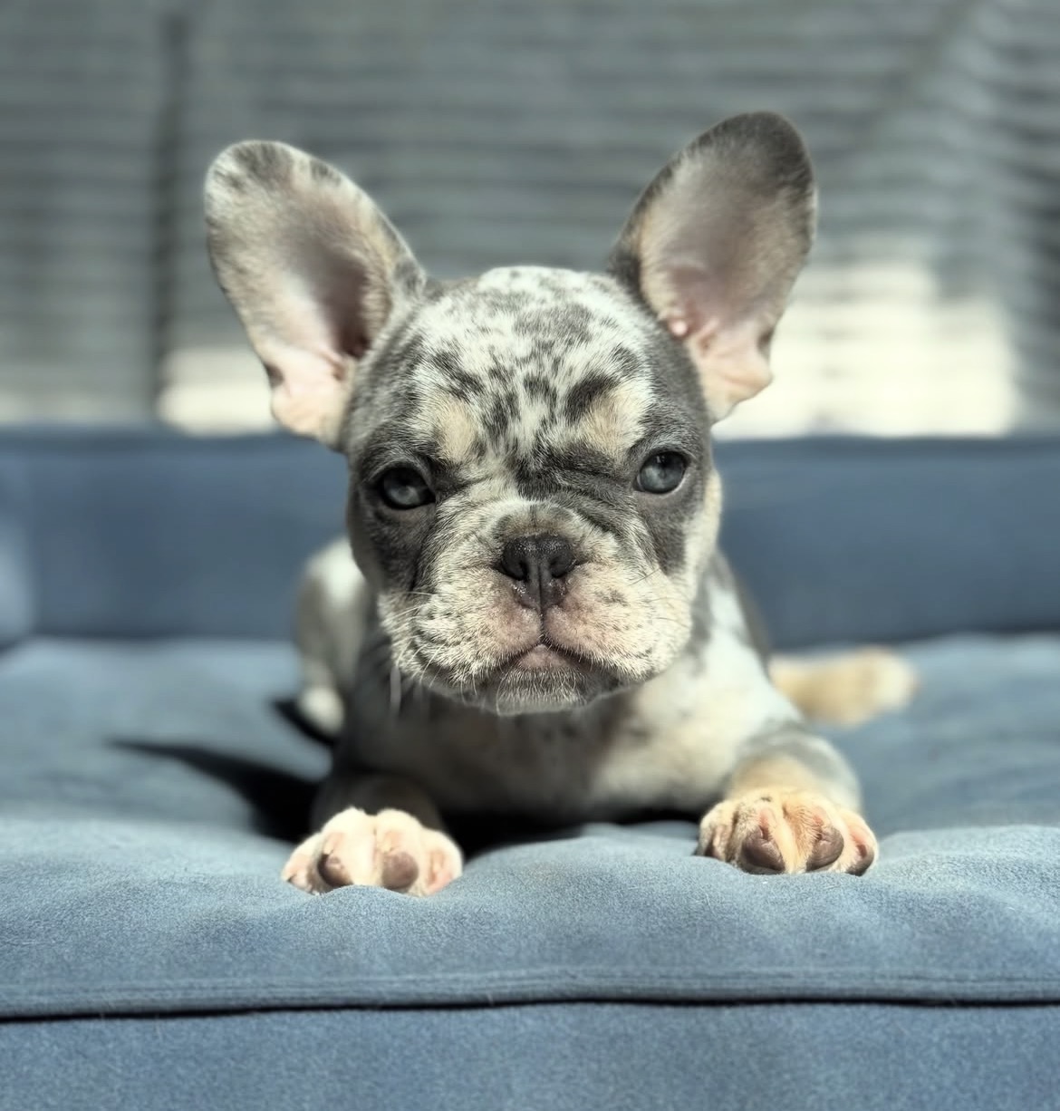 Skye, a French Bulldog