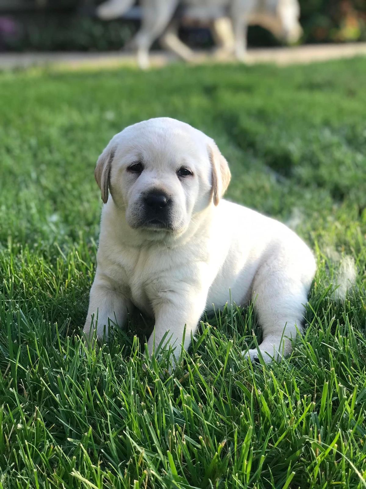 Snowy, a Labrador Retriever