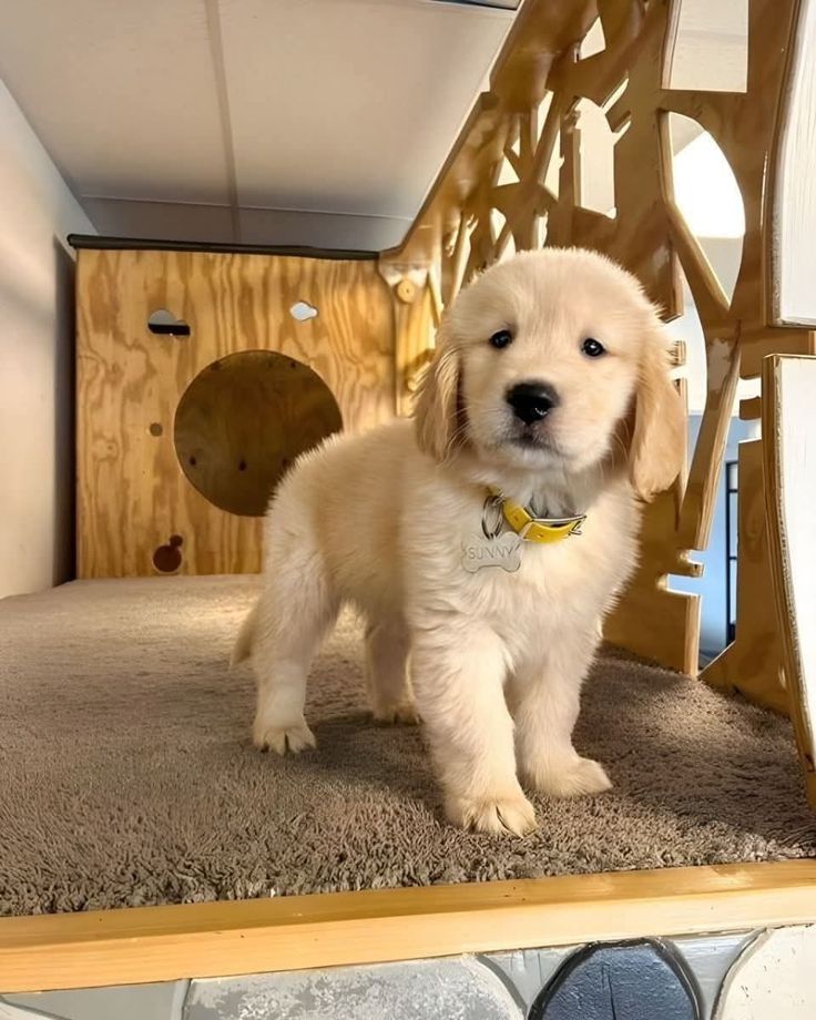 Sunny, a Golden Retriever